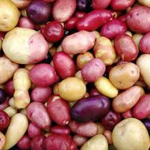 Colorful Mix Potato Heirloom Seeds 200pcs : High-Yield, Non-Gmo Garden Seeds For Versatile Planting - 1Pack - View 1