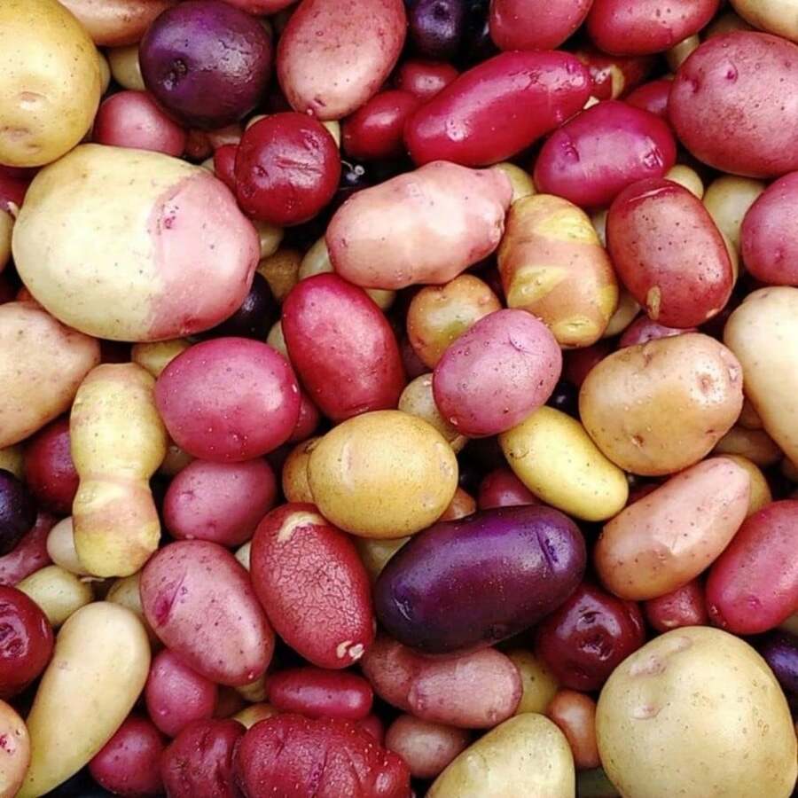 Colorful Mix Potato Heirloom Seeds 200pcs : High-Yield, Non-Gmo Garden Seeds For Versatile Planting - 1Pack - View 1