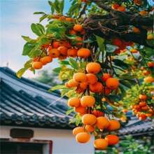 100pcs Seeds Rare Tree Seed Loquat Seed Fruit Tree Seed Can Be Planted Four Seasons Of Large Loquat Tree - Seeds - View 5