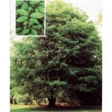 50 Chinese Elm (Pearl Birch) Ulmus Parvifolia Seeds - 1 Pack - View 9