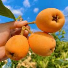 100pcs Seeds Rare Tree Seed Loquat Seed Fruit Tree Seed Can Be Planted Four Seasons Of Large Loquat Tree - Seeds - View 3