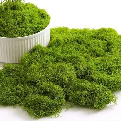 150g 人造苔藓，用于装饰、工艺品人造苔藓、装饰艺术苔藓、假装饰苔藓、壁挂工艺苔藓、耶稣诞生场景、水族馆、耶稣诞生场景、模型制作礼物生日毕业、花园装饰、户外、花盆、花盆、园艺