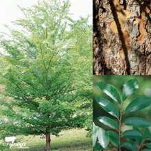 50 Chinese Elm (Pearl Birch) Ulmus Parvifolia Seeds - 1 Pack - View 1