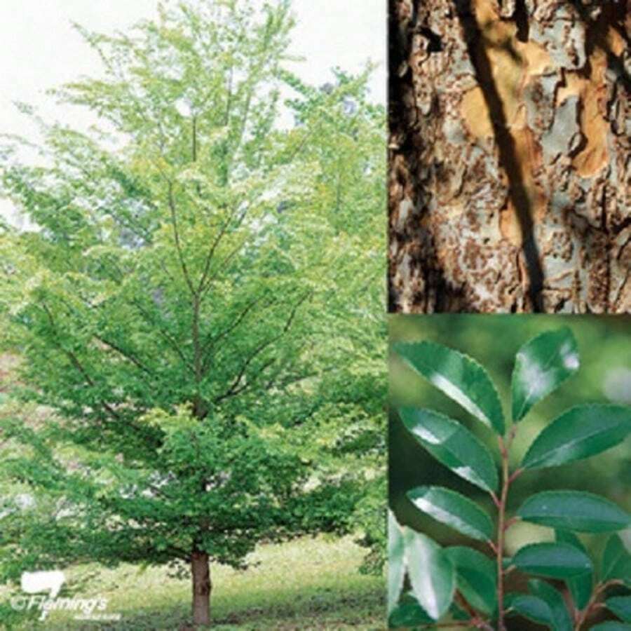 50 Chinese Elm (Pearl Birch) Ulmus Parvifolia Seeds - 1 Pack - View 1