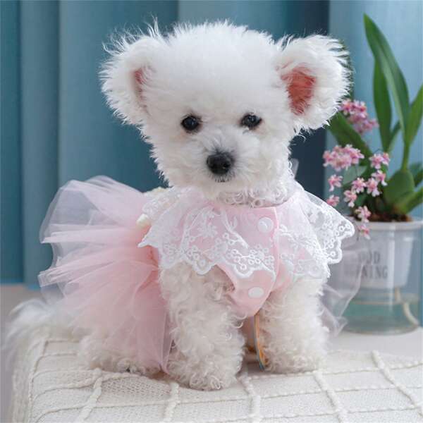 Pet Princess Dress, Tulle Patchwork Costume Festival Party Styling Accessories For Dog Cat