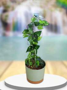 1pc Plant Trellis, Grapevine Climbing Support Decorative Frame For Garden, Home Decor, Potted Plant Gift