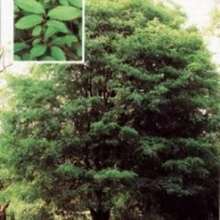 50 Chinese Elm (Pearl Birch) Ulmus Parvifolia Seeds - 1 Pack - View 3