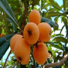 100pcs Seeds Rare Tree Seed Loquat Seed Fruit Tree Seed Can Be Planted Four Seasons Of Large Loquat Tree - Seeds - View 4