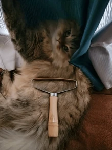 1 Stück/2 Stück/4 Stück sanfte Haustierhaarbürste für Katzen und Hunde, effektiver Haustier-Fellentferner Sofa Teppich Bett Haarschaber Katzen- und Hundehaarbürste Rasur Werkzeug. Muttertag