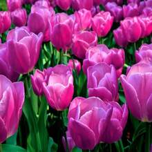 Bulbos de tulipán morado para plantar (10 bulbos) Bulbos de flores perennes para cultivo en exterior o interior - Se envía desde Iowa, EE. UU. Semilla