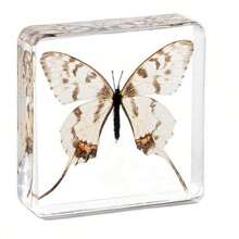 1pc Large Size (4.8cm/7.5cm) Transparent Spread Wings Butterfly, Spider, Butterfly, Giant Centipede Series Model. Insect Specimen, Permanent Preservation Animal Model Crafts, Real Nature Insect Butterfly Resin Specimen Bookend, Transparent Acrylic Square Plant And Animal Insect Model Decorative Craft (Crystal Crafts Are Fragile, Beware Of Bumps) - Multicolor - View 25