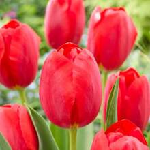100pcs Seeds Best Red Tulip Bulbs For Planting (10 Bulbs) Perennial Flower Bulbs For Outdoor Or Indoor Growing - Ships From Iowa, USA - 1 - View 2