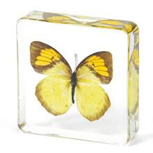 1pc Large Size (4.8cm/7.5cm) Transparent Spread Wings Butterfly, Spider, Butterfly, Giant Centipede Series Model. Insect Specimen, Permanent Preservation Animal Model Crafts, Real Nature Insect Butterfly Resin Specimen Bookend, Transparent Acrylic Square Plant And Animal Insect Model Decorative Craft (Crystal Crafts Are Fragile, Beware Of Bumps) - Multicolor - View 16