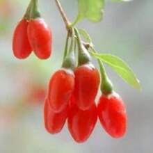 Recommend 100 HIMALAYAN  GOJI BERRY Fruit Wolfberry Bush Lycium Barbabarum Seeds - Variant1 - View 2