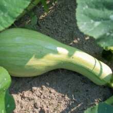 En stock 30 semillas de CALABAZA CUSHAW RAYADA VERDE (Calabaza Dulce de Tennessee) Cucurbita Mixta, verdura - Variante 1 - Ver 1