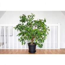 In Stock50 WEEPING FIG Ficus Benjamina Benjamin  Rubber Tree Houseplant Seeds - Variant1 - View 1