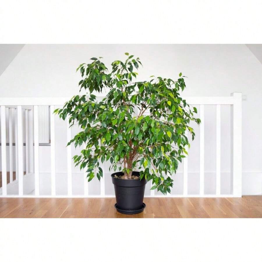 In Stock50 WEEPING FIG Ficus Benjamina Benjamin  Rubber Tree Houseplant Seeds - Variant1 - View 1