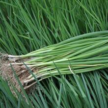 100 Seeds Vegetable Green Onion Seeds Spring Onion Seeds Green Onion Seeds Onion Seeds - 100 - View 1