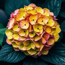 150 Extra Large Flower Bulb Seeds, Colorful Assortment, Suitable For Indoor And Outdoor Flower Seeds - 150Pcs - View 3