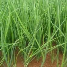 100 Seeds Vegetable Green Onion Seeds Spring Onion Seeds Green Onion Seeds Onion Seeds - 100 - View 2