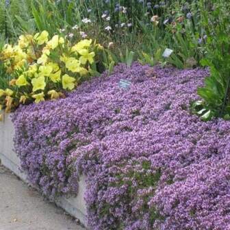 500 Pcs Creeping Thyme Seeds - Thymus Serpyllum - Landscaping Ground Cover - Purple Ture Thyme Seeds