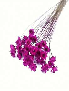 1 Bunch Of Brazilian Mini Star Flowers Bouquet Natural Dried Flowers Wedding Decoration DIY Crafts And Home Decor Ornaments, Arts & Crafts For Christmas, Thanksgiving