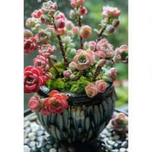 100 Mix Succulent Seeds Beautiful Echeveria Plant Seeds - 100 - View 1