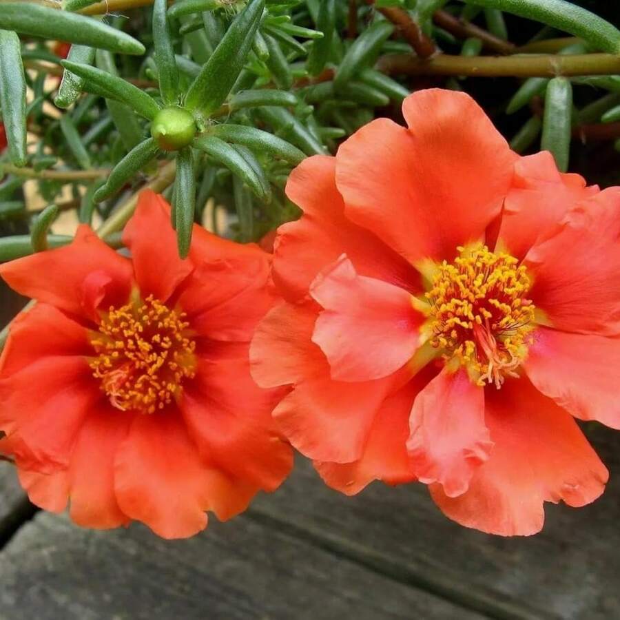 Portulaca Seeds - 150 Seeds For Planting Portulaca Grandiflora - Annual Wildflower, Moss Rose, Great For Rock Gardens, Pots & Containers - 150PCS - View 1