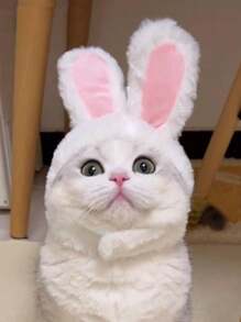 1/2pcs Bunny Ears For Cat And Puppy, Plush Bunny Hat With Ears For Cat And Puppy, Cute Easter Party Role Play Costume Pet Headdress Accessories