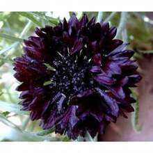 100 Black Bachelors Button Seeds - Variant1 - View 1