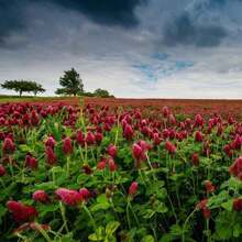 Purple Red Clover Open Pollinated Seeds, Easy To Plant And Maintain, Fast Growth Rate, Suitable For Container Cultivation - 150 - View 5
