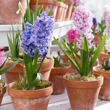 New Fresh 100pcs Hyacinthus Orientalis Fllower Seeds - 300Pcs - View 3