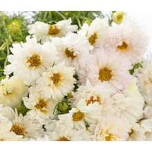 25 Cosmos Seeds, Double Click Snow Puff Cosmos Seeds, Heirloom Flower Seeds - Variant1 - View 3