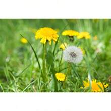 Dandelion Seeds: Grow Your Own Vibrant Yellow Blossoms - 500 piezas - Ver 4