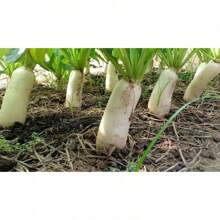 Seeds DAIKON RADISH SEEDS JAPANESE White RADISH Garden VEGETABLE FREE SHIPPING Outdoor Flowers Plants Horticulture Nature - 250 - View 4