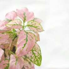 Confetti Pink Polka Dot Plant Seeds - Variant1 - View 4