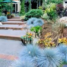 Seeds Blue Woolly Grass Seed Ornament Aggregation Drought Resistance Low Maintenance The Ideal Gift For The Elderly Friends Of Birthdays And Festivals The Best Gift Choice Outdoor Flowers Plants Horticulture Nature