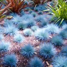 Seeds Blue Woolly Grass Seed Ornament Aggregation Drought Resistance Low Maintenance The Ideal Gift For The Elderly Friends Of Birthdays And Festivals The Best Gift Choice Outdoor Flowers Plants Horticulture Nature