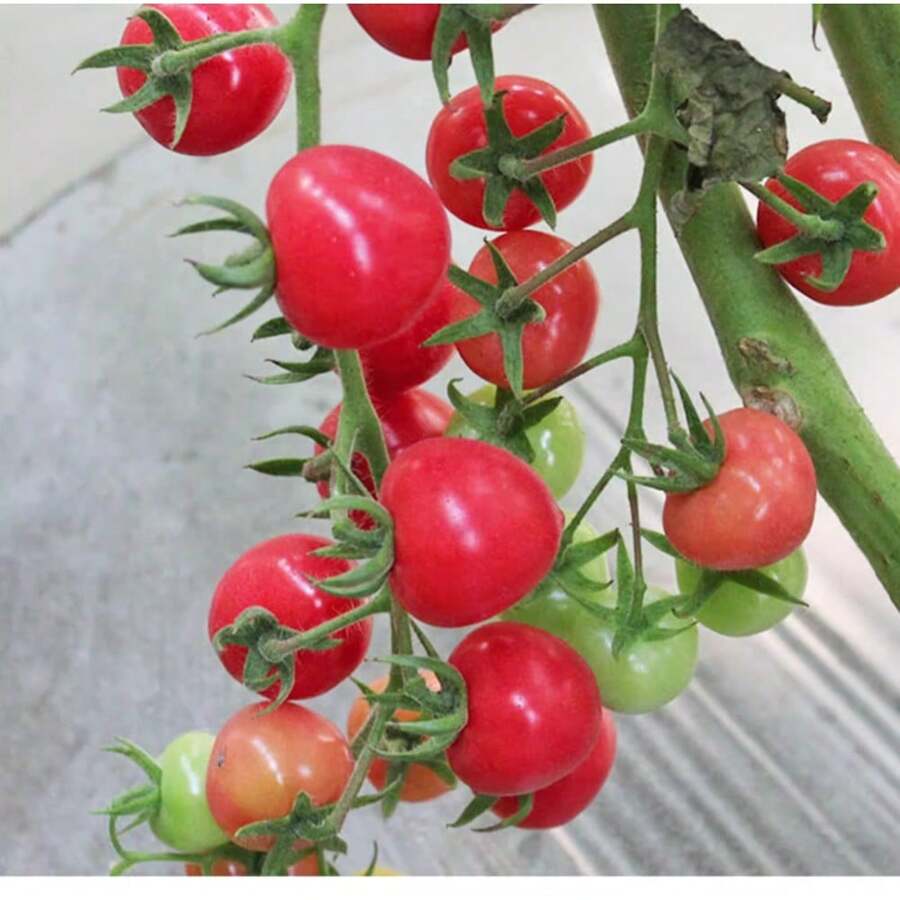 100 SeedsCherry Tomato Seeds Seeds Seedlings Four Seasons Potted Tomato Seedlings Tomato Seedlings Spring Seedlings Vegetable Seedlings Tomato Seedlings - 100粒種子 - 查看 1