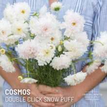 25 Cosmos Seeds, Double Click Snow Puff Cosmos Seeds, Heirloom Flower Seeds - Variant1 - View 4