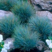 Seeds Blue Woolly Grass Seed Ornament Aggregation Drought Resistance Low Maintenance The Ideal Gift For The Elderly Friends Of Birthdays And Festivals The Best Gift Choice Outdoor Flowers Plants Horticulture Nature