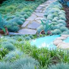 Seeds Blue Woolly Grass Seed Ornament Aggregation Drought Resistance Low Maintenance The Ideal Gift For The Elderly Friends Of Birthdays And Festivals The Best Gift Choice Outdoor Flowers Plants Horticulture Nature