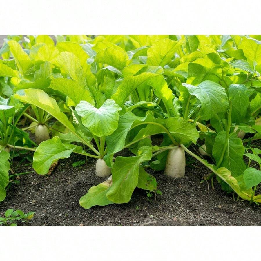Seeds DAIKON RADISH SEEDS JAPANESE White RADISH Garden VEGETABLE FREE SHIPPING Outdoor Flowers Plants Horticulture Nature - 250 - View 1