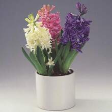 New Fresh 100pcs Hyacinthus Orientalis Fllower Seeds - 300Pcs - View 1