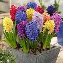 New Fresh 100pcs Hyacinthus Orientalis Fllower Seeds - 300Pcs - View 2
