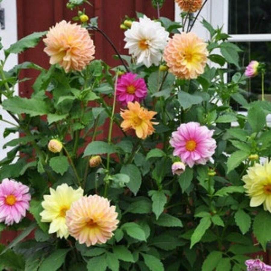 30 Dahlia Showtime-Showpiece Flower Seeds - Variant1 - View 1