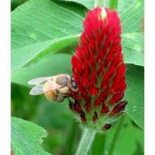 Purple Red Clover Open Pollinated Seeds, Easy To Plant And Maintain, Fast Growth Rate, Suitable For Container Cultivation - 150 - View 4