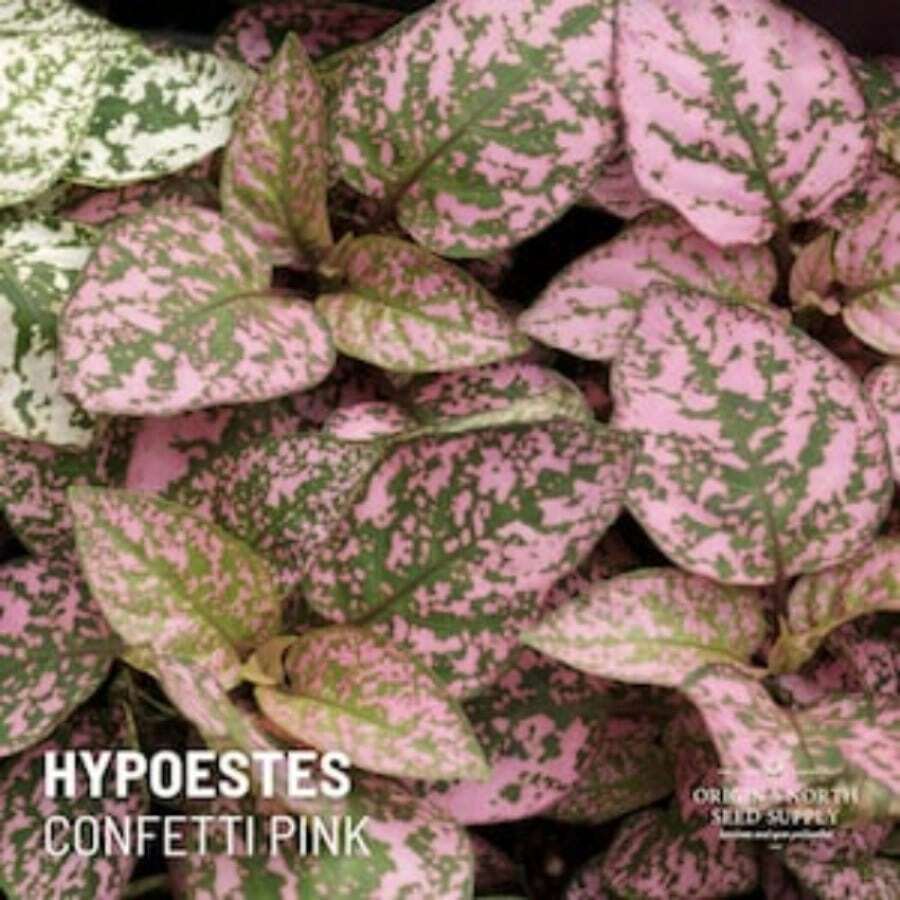 Confetti Pink Polka Dot Plant Seeds - Variant1 - View 1