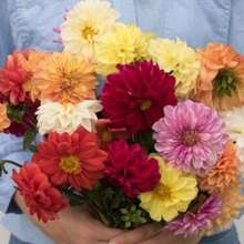 30 Dahlia Showtime-Showpiece Flower Seeds - Variant1 - View 2