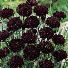 100 Black Bachelors Button Seeds - Variant1 - View 2